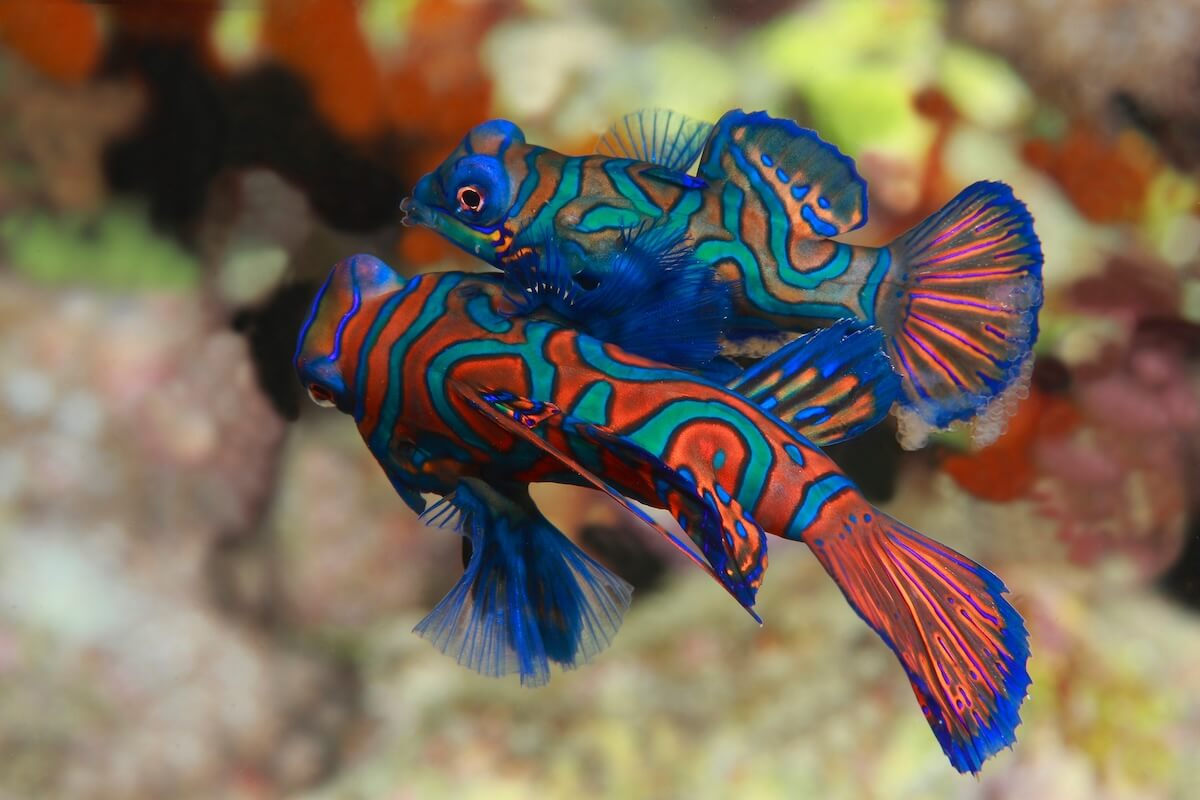 Shutterstock: Blue Mandarin fish couple just release their eggs