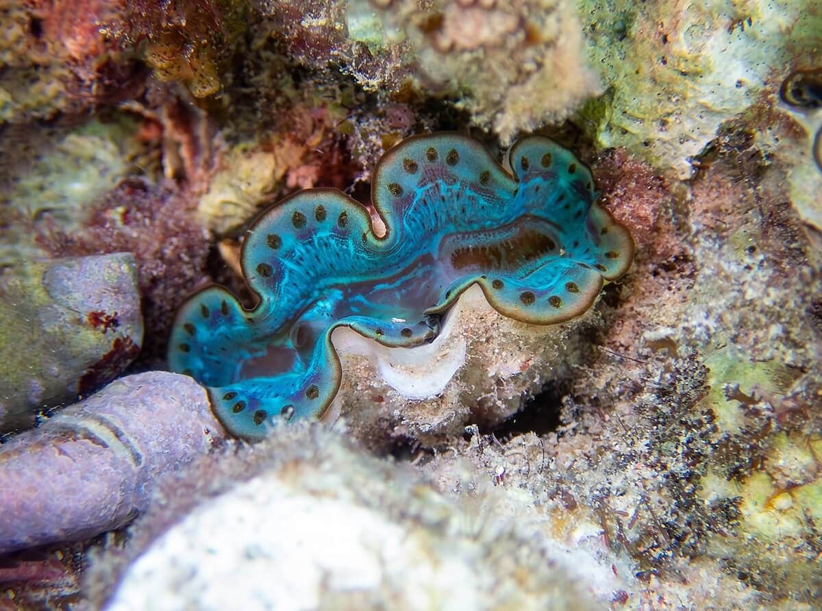 Shutterstock: The maxima clam - (Tridacna maxima)