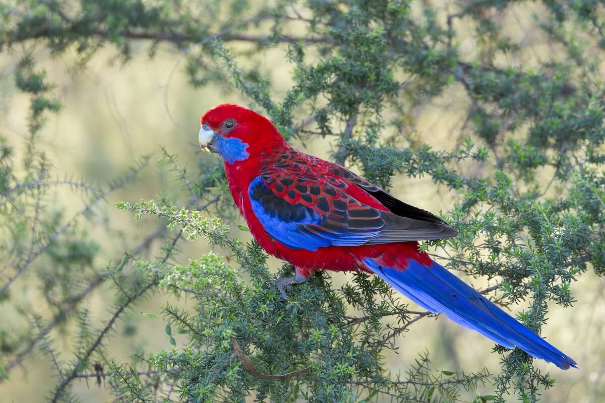 Shutterstock: A vibrant Crimson Rosella perched on a green leafy branch