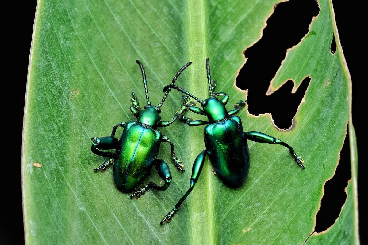 Shutterstock: Green frog bettlbeetle
