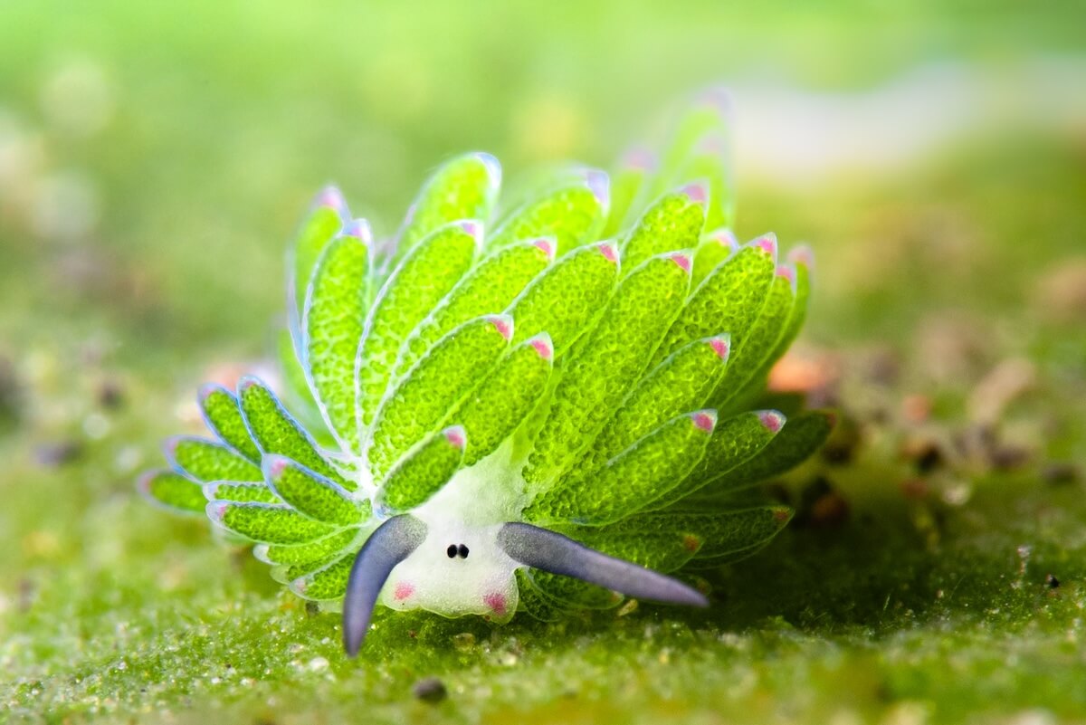 Shutterstock: Green leaf sheep