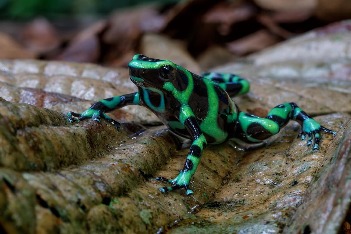 Shutterstock: Green-and-black poison dart frog (Dendrobates auratus), also known as the green-and-black poison arrow frog and green poison frog walking in the Rainforest near Sarapiqui in Costa Rica