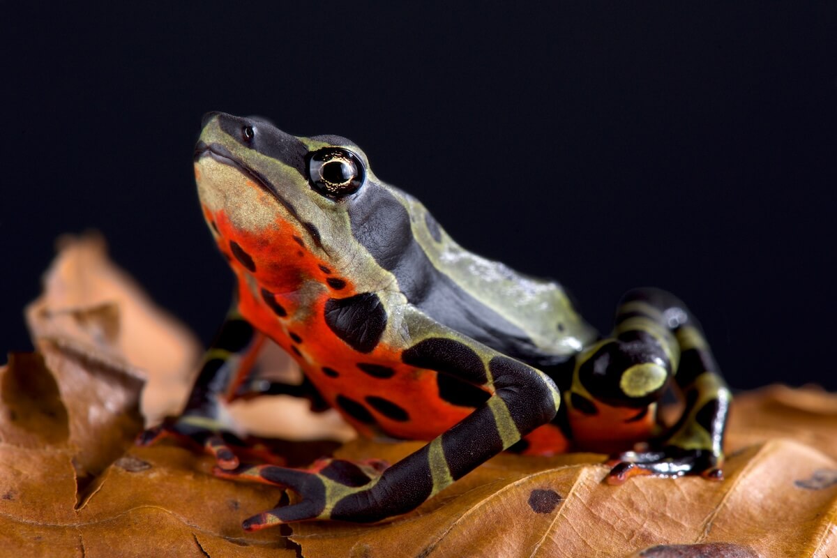Shutterstock: The Limon harlequin frog (Atelopus sp Limon) is a critically endangered toad species from Limon, Equator.