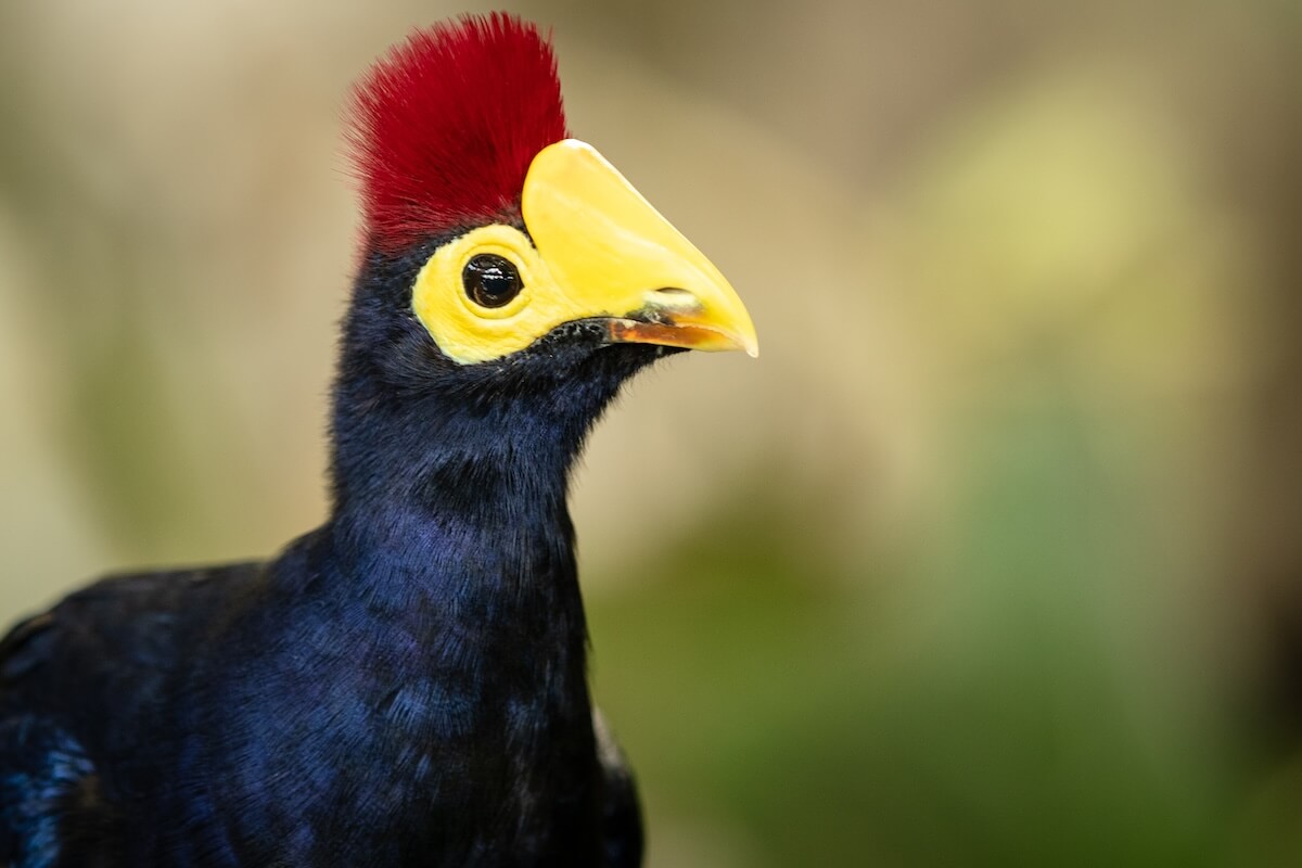 Shutterstock: lady ross turaco bird in close up