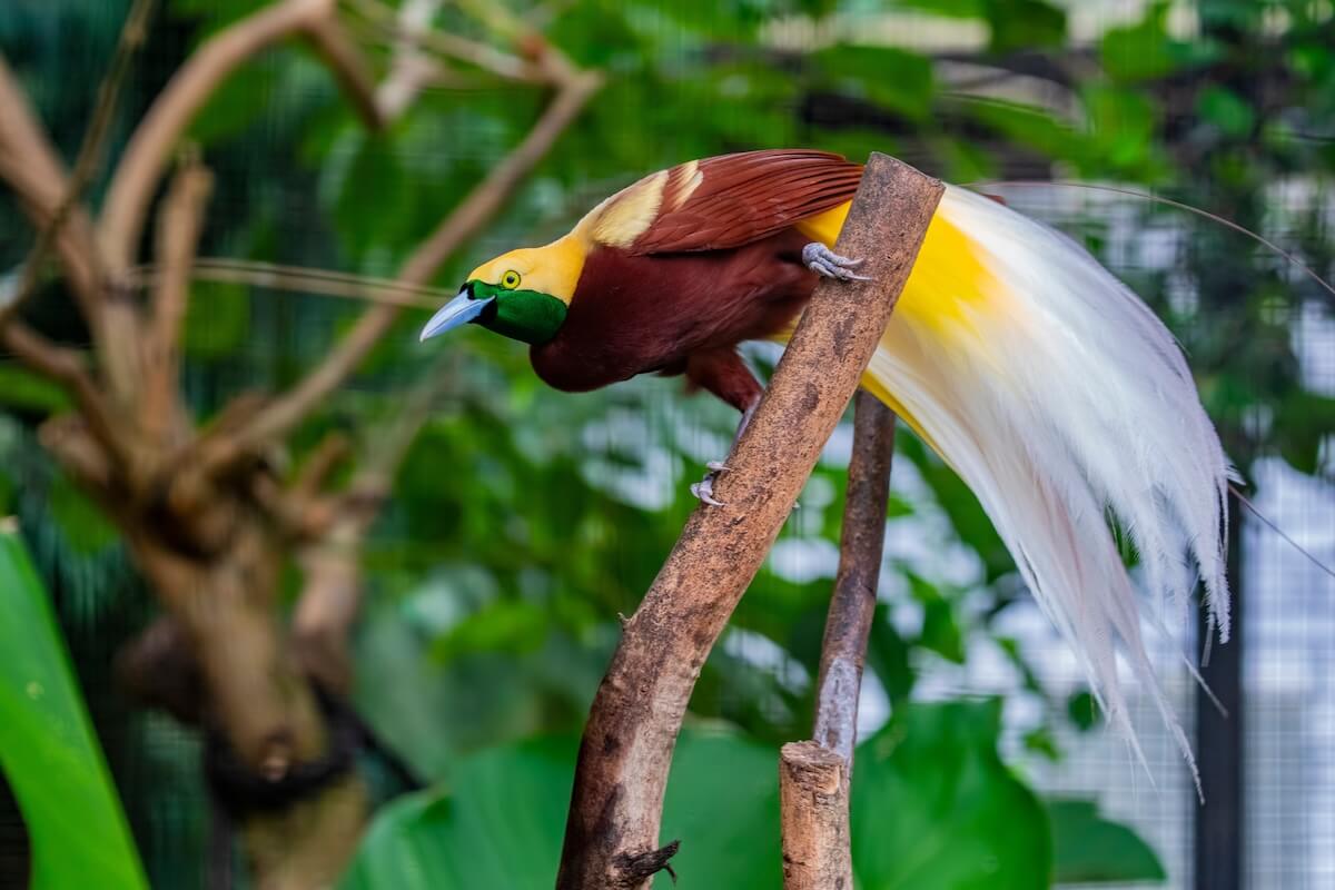 Shutterstock: Lesser bird of paradise