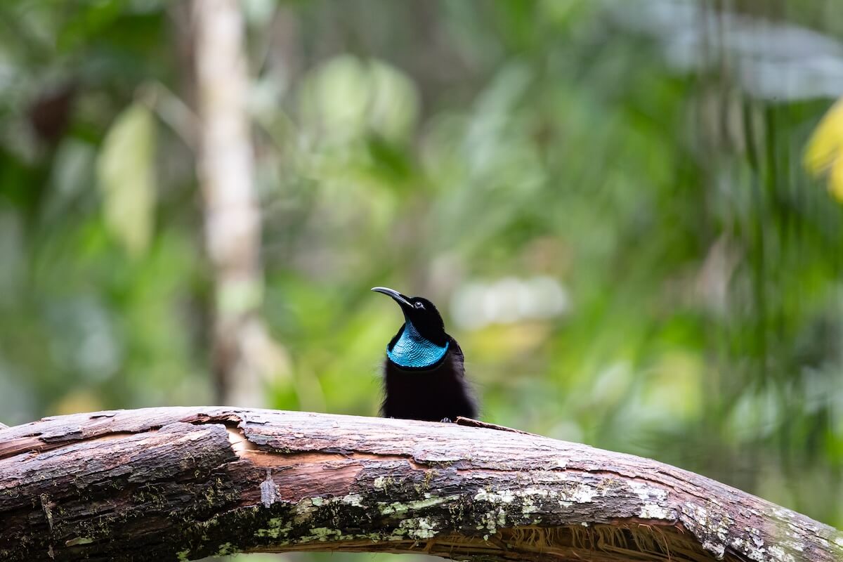 Shutterstock: the beautiful blue magnificent riflebird on the tree in forest have beautiful blue breast reflect light of the natural