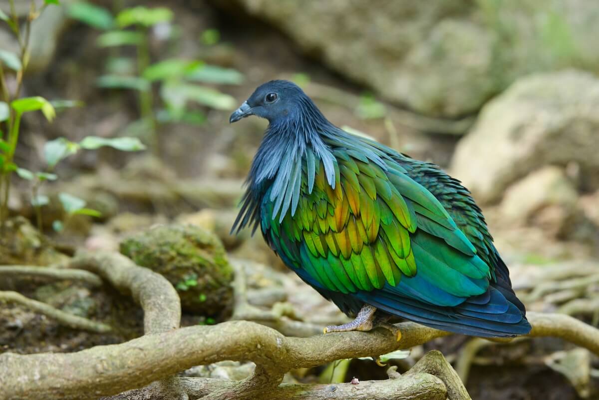 Shutterstock: The beautiful nicobar pigeon on the tree roots.