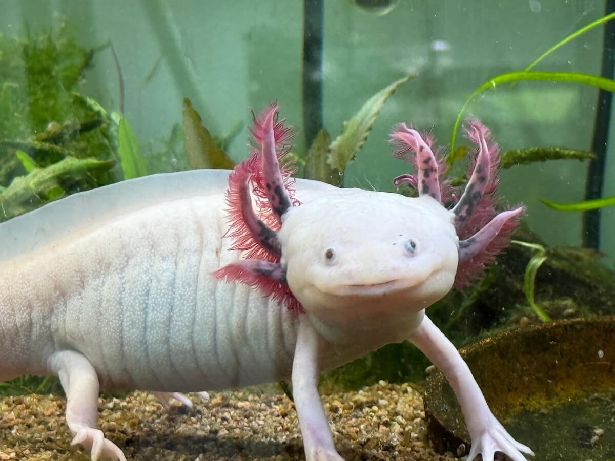 Shutterstock: Female Leucistic axolotls in planted aquarium