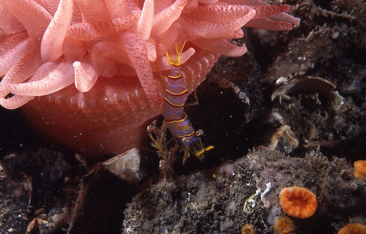 Shutterstock: The gorgeous Candy-striped Shrimp (Lebbeus grandimanus) is symbiotic on the Pink Sea Anemone (Cribrinopsis fernaldi) found in the shallow subtidal rocky substrates of the Northeastern Pacific Ocean.