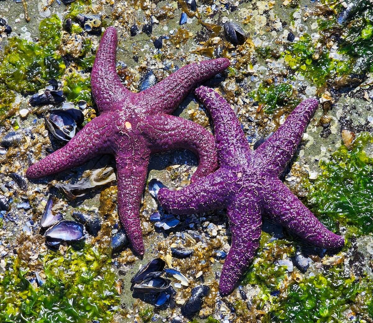 Shutterstock: Purple ochre sea stars on rocky intertidal shore with shells and seaweed