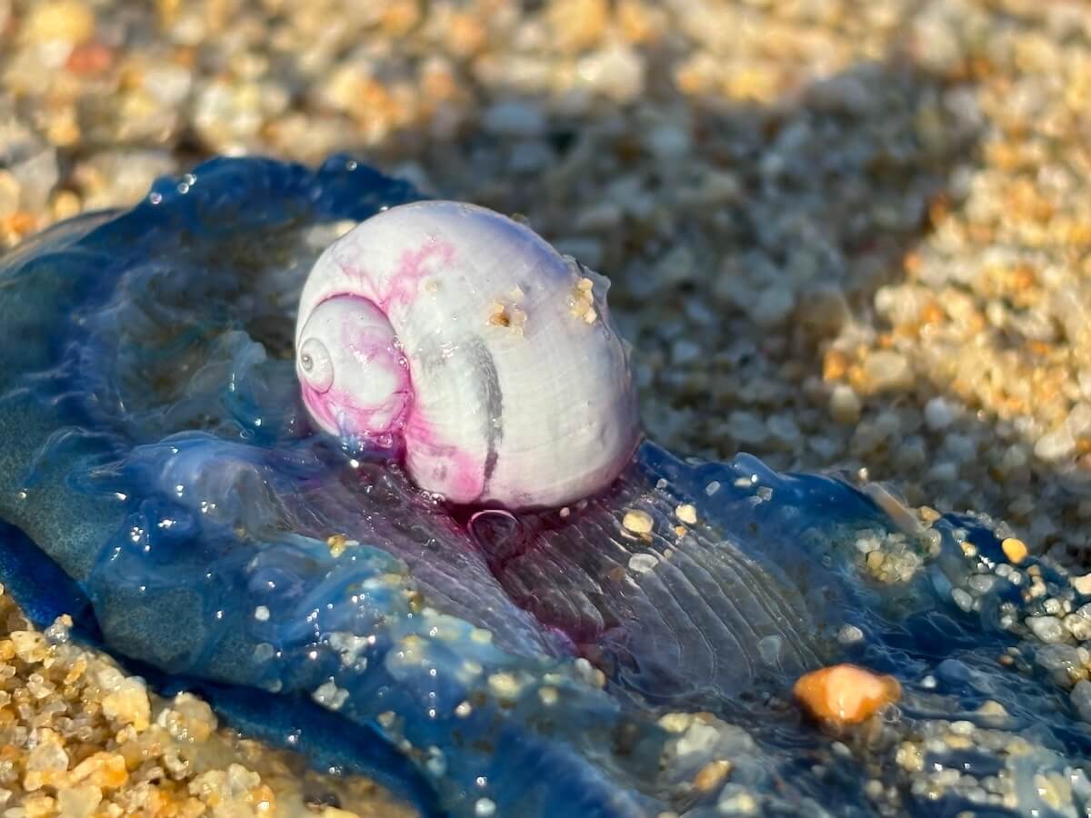 Shutterstock: Janthina pallida - snail - gastropod mollusk