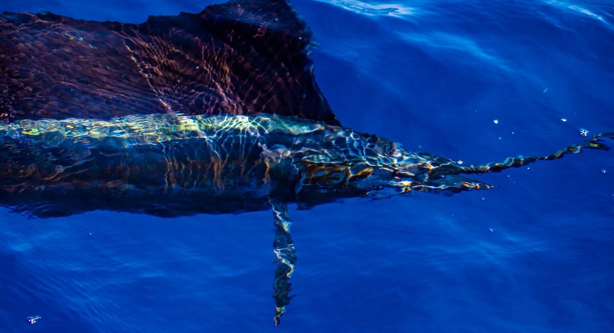 Shutterstock: Beautiful blue and golden brown colors of an Atlantic Sailfish coming through the water in this picture taken off of Jupiter, Florida.