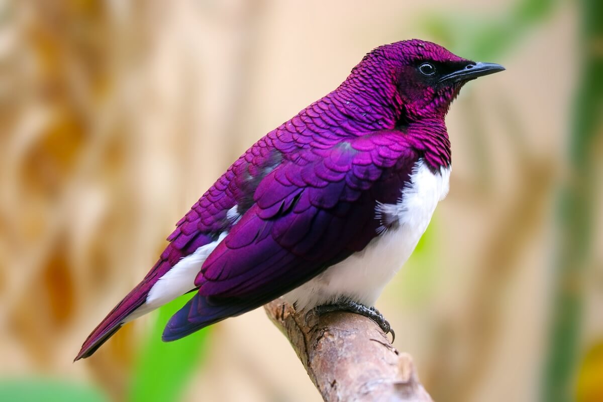Shutterstock: Violet-backed starling