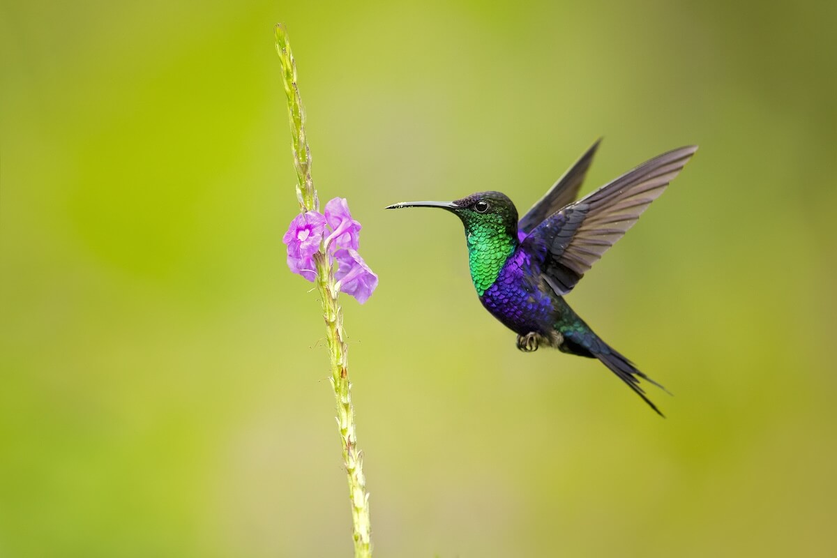 Shutterstock: Violet-crowned woodnymph (Thalurania colombica colombica), also known as the purple-crowned woodnymph, is a medium-sized hummingbird found from Central America