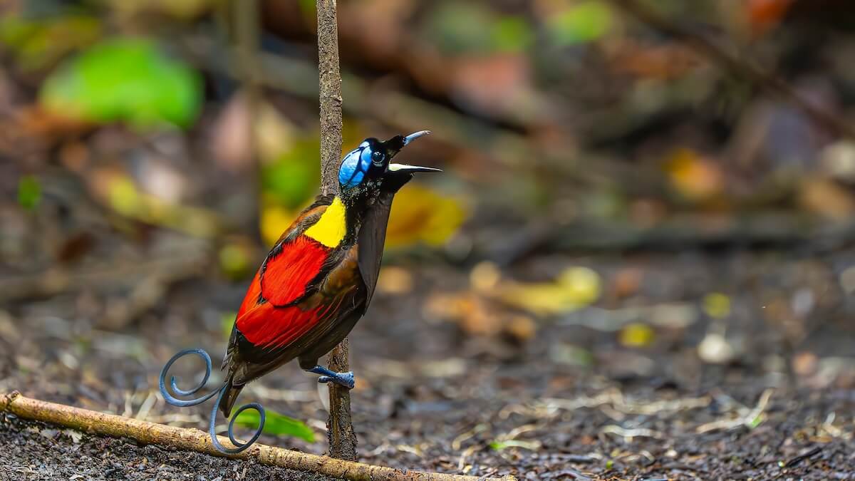 Shutterstock: Wilson's Bird-of-paradise. Photo taken on Waigeo Island