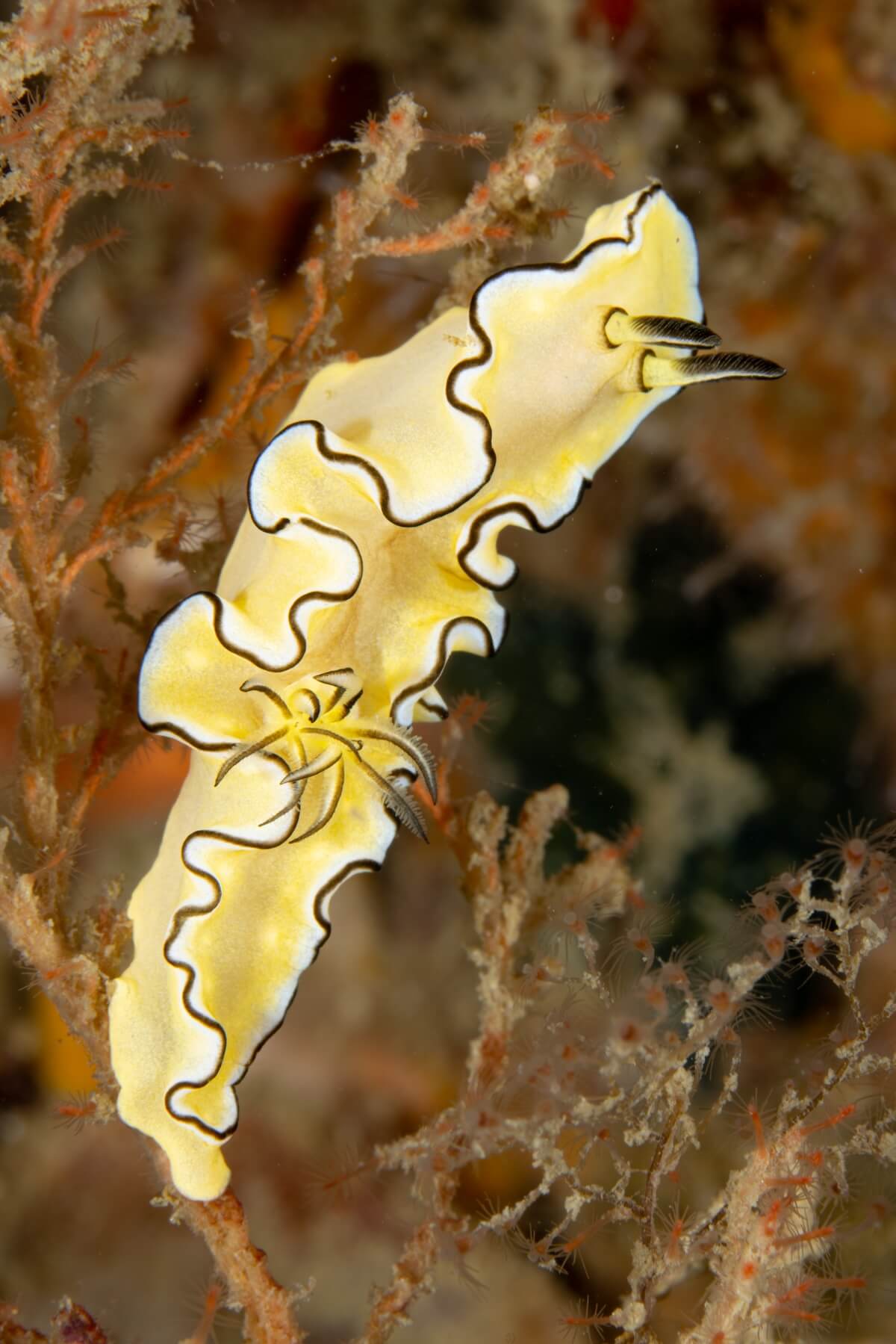 Shutterstock: Yellow nudibranch