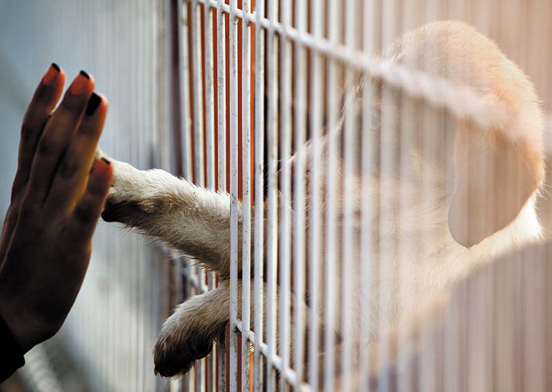 Pupping reaching paw out of cage