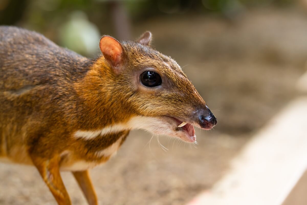 Shutterstock: Kanchil is an amazing cute baby deer from the tropics. The mouse deer is one of the most unusual animals. Cloven-hoofed mouse.