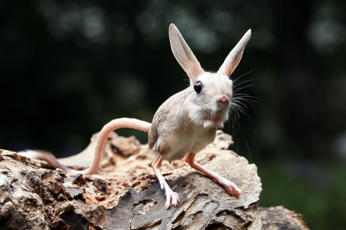 Shutterstock: The Long-eared Jerboa (Euchoreutes naso) on wood.