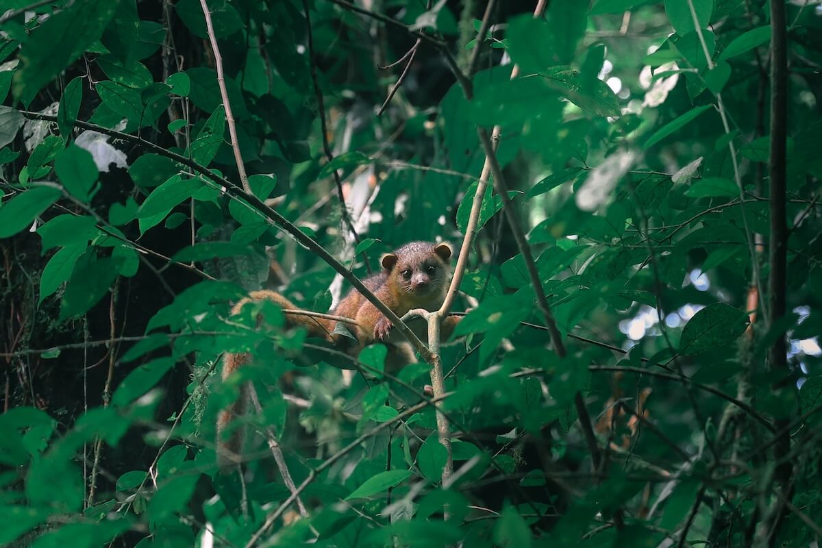 Shutterstock: Cute baby Olinguito in the Jungle in Costa Rica