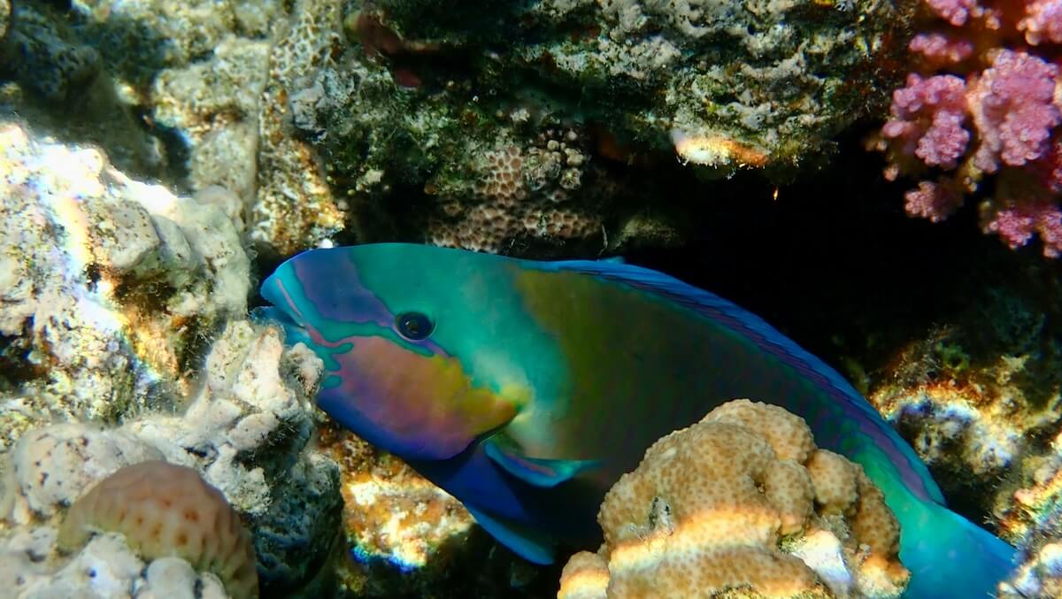 Unsplash: Blue parrotfish by Raif Schlegel