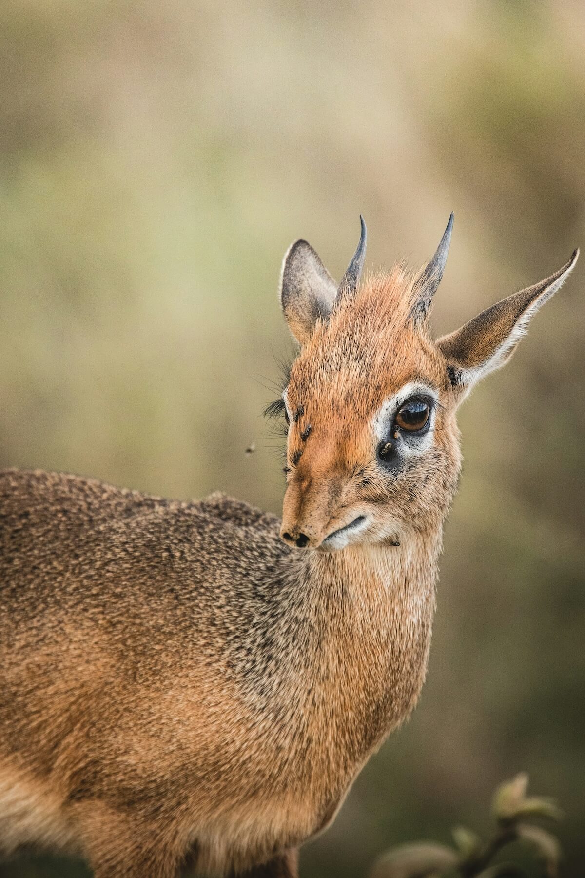 Unsplash: Dik Dik by Thomas Malik