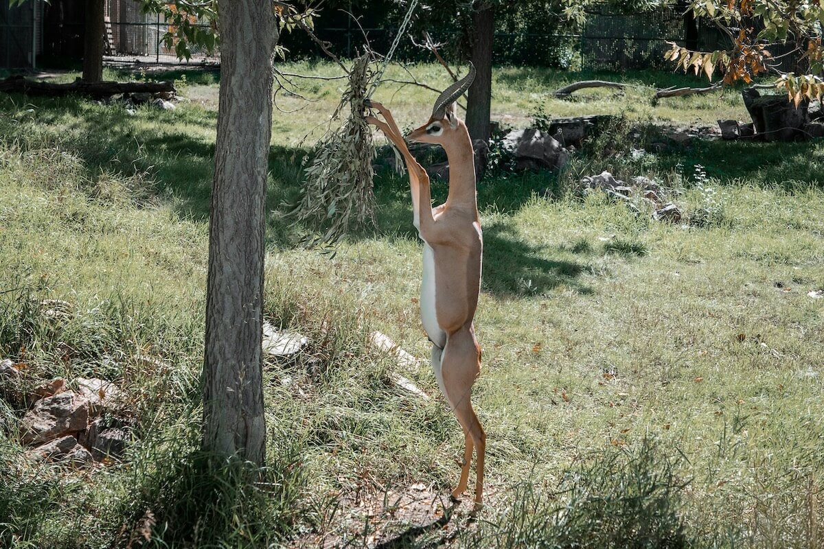 Unsplash: Gerenuk by Robby McCullough