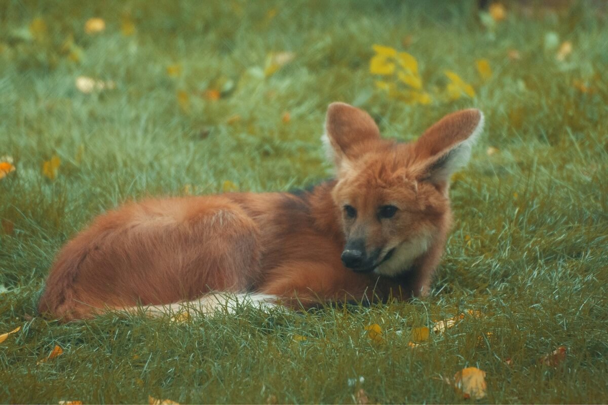 Unsplash: Maned wolf by Haki Ost