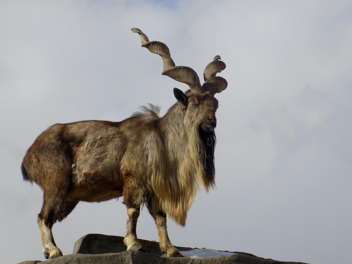 Unsplash: Markhor by Nick Sokolov