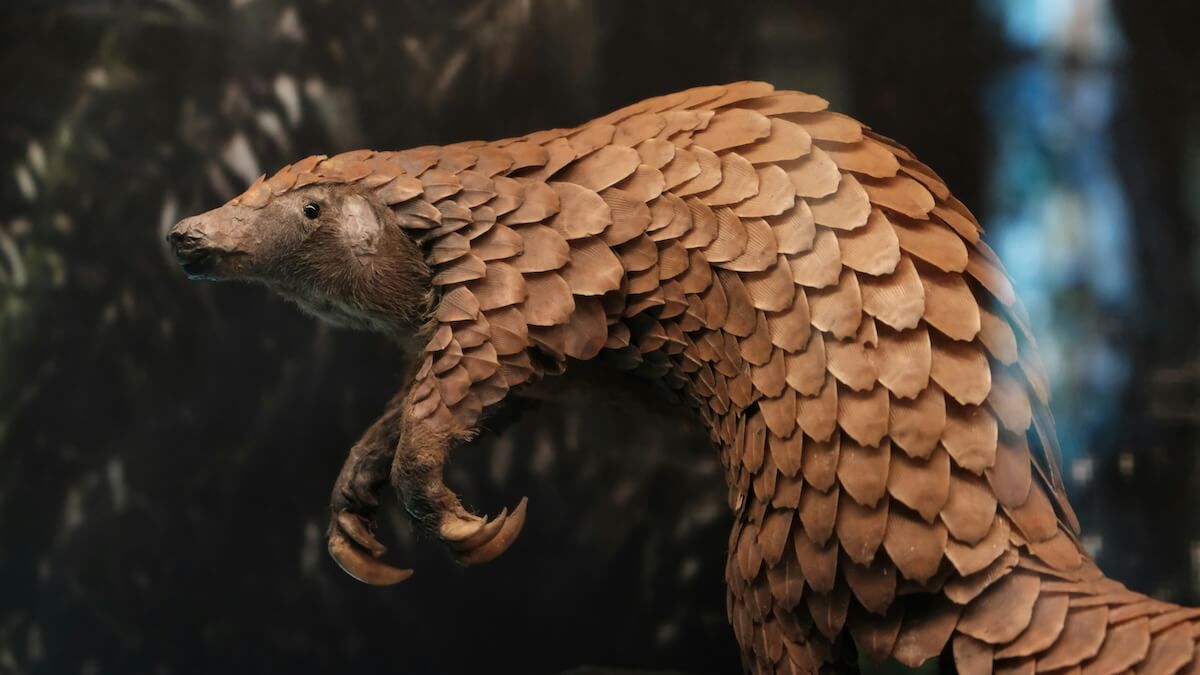Unsplash: Pangolin by Studio Crevettes