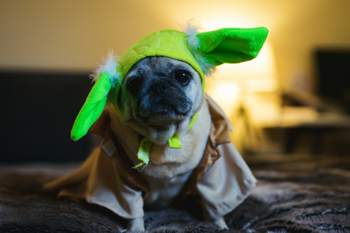 Unsplash: Pug dressed as Yoda by Justin Jason