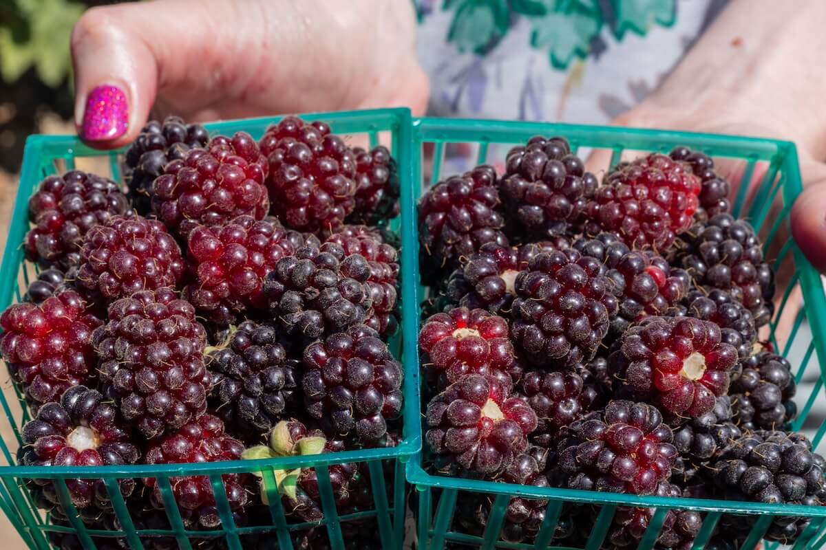 Shutterstock: Freshly picked boysenberry or blackberries in the field