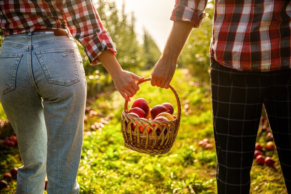 Shutterstock: Picking apples. Man and girl with a full basket of red apples in the garden. Organic apples. Woman and man harvesting apples. Hands, apple in basket.