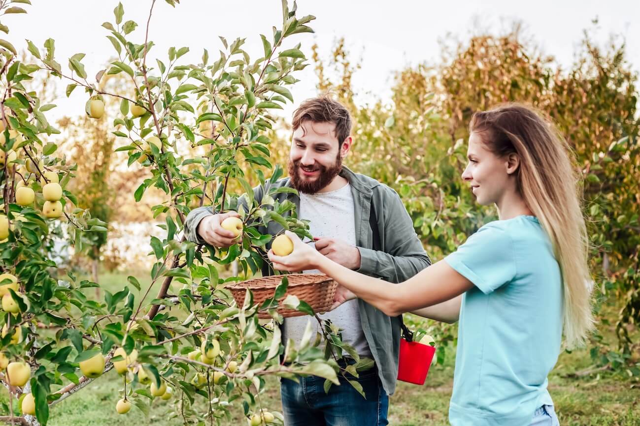 Shutterstock: Young male and female farmer workers crop picking apples in orchard garden during autumn harvest. Happy Family couple woman man works in garden, harvesting fold ripe apples at sunset