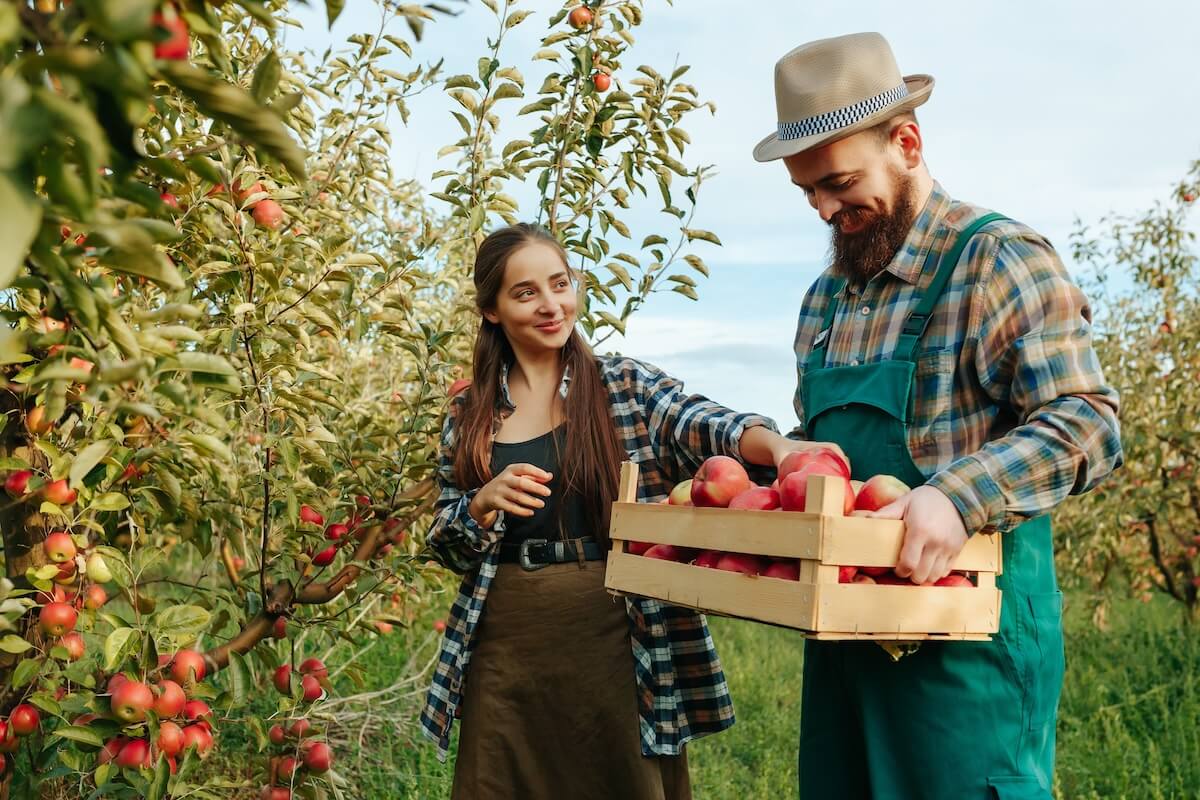 Shutterstock: A man and a woman work on a family farm. She picks apples. He holds a box. Young people are happy and glad that a rich harvest has been born. They have a good garden and fertile land. Family business.