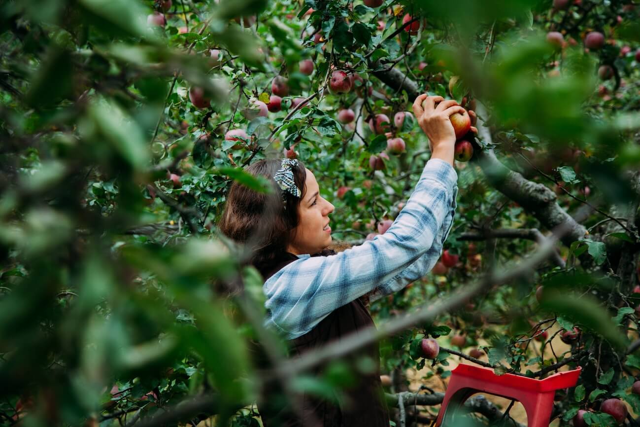 Shutterstock: young people gather apples standing on a stepladder
