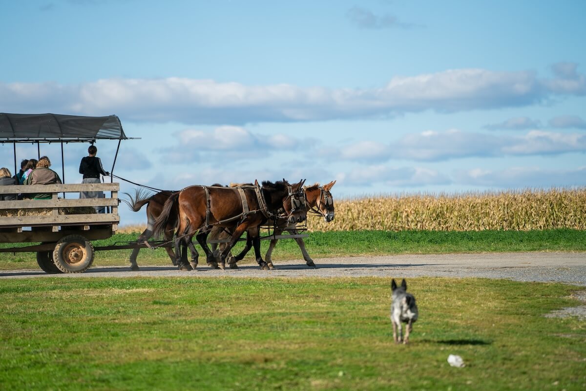 Shutterstock: a dog running towards the open wagon of a hayride