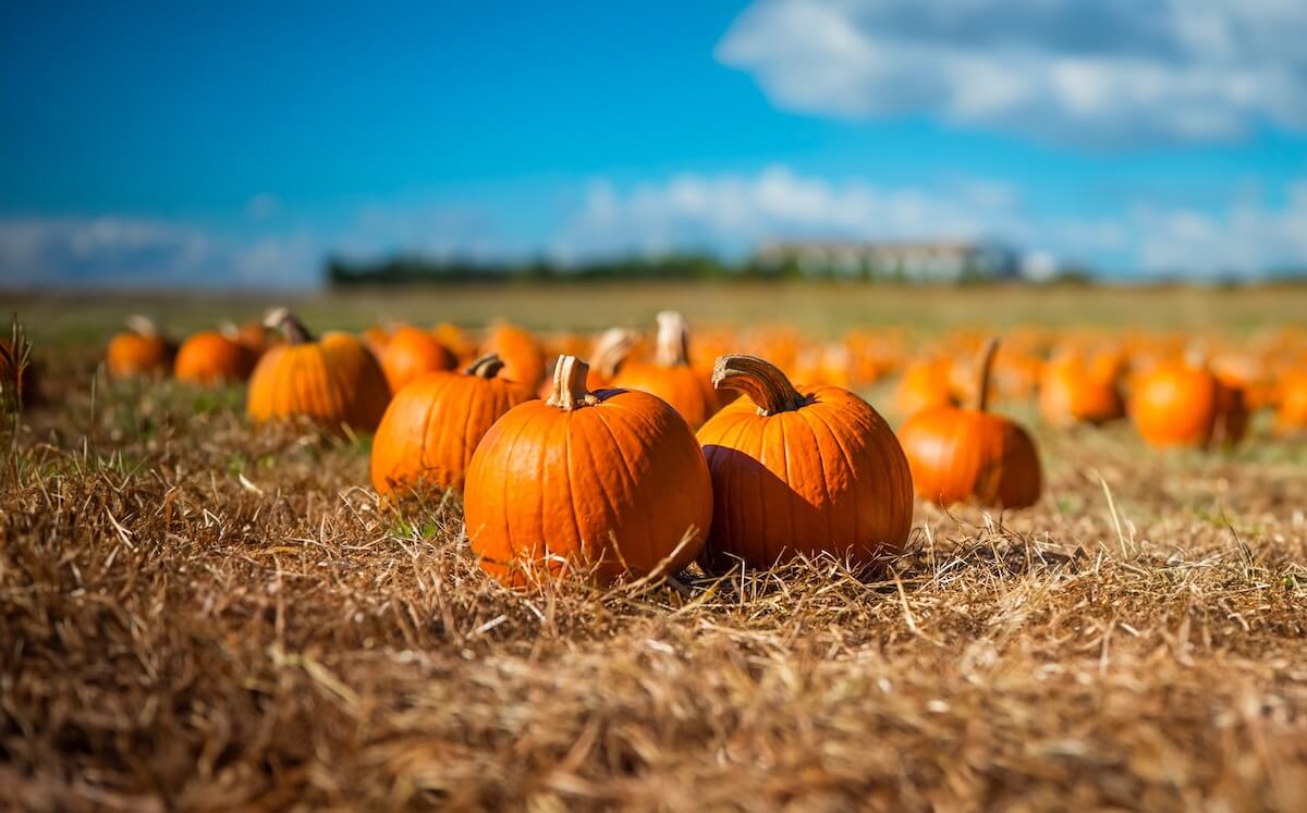 Shutterstock: Beautiful pumpkin field in jordan. Halloween pumpkins on farm. Pumpkin patch on a sunny autumn morning