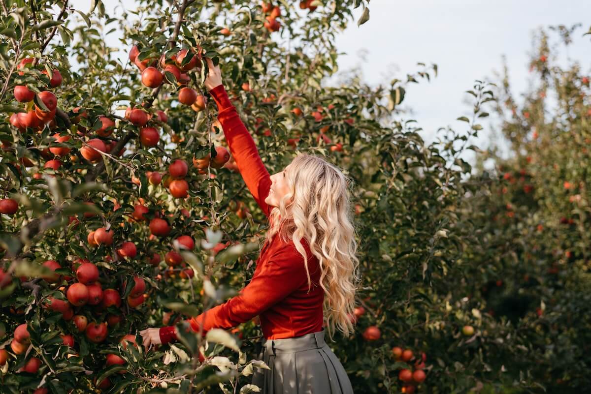Shutterstock: Cute farmer woman in apples garden. Agriculture and gardening concept. Harvest