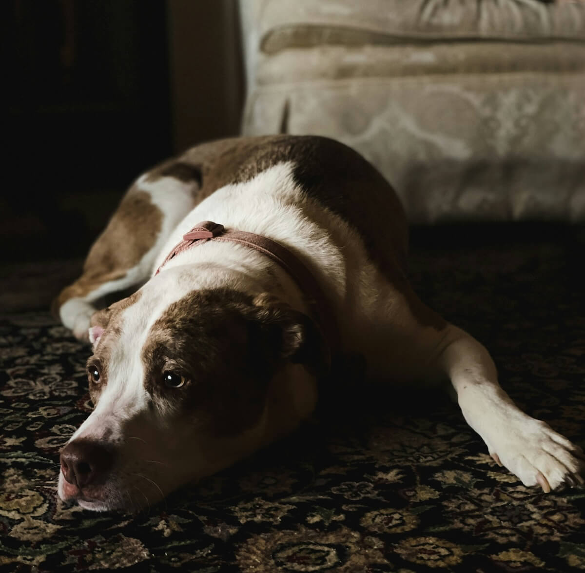 Unsplash: Dog looking sad and waiting at home by Meghan Hessler