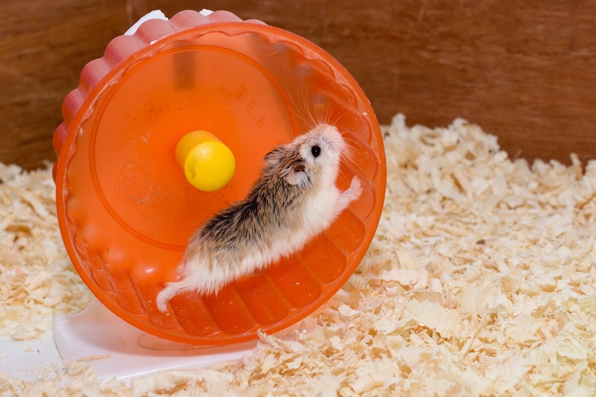 Shutterstock: The photographer wanted to convey the life of a hamster