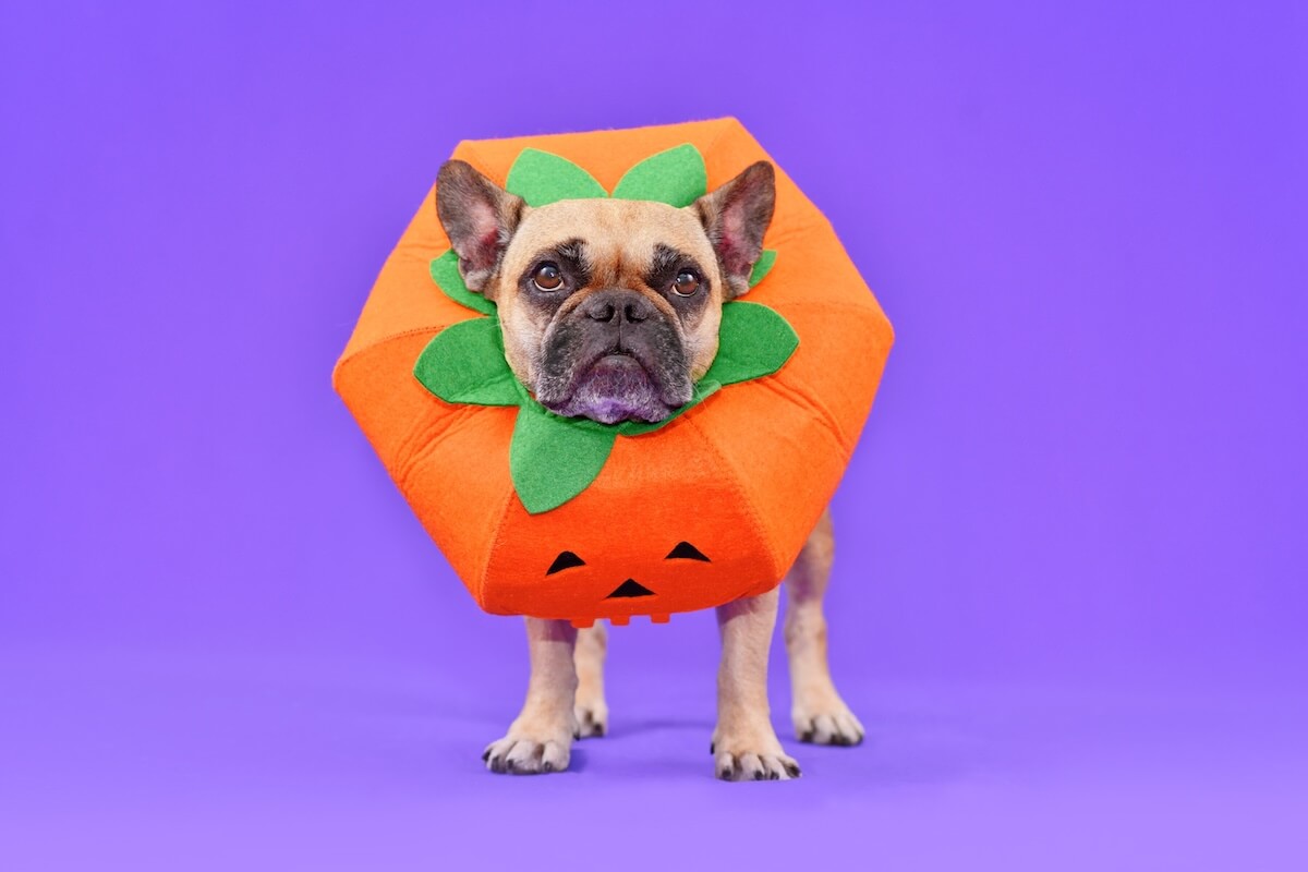 Shutterstock: French Bulldog dog dressed up with funny pumpkin Halloween costume in fornt of purple background