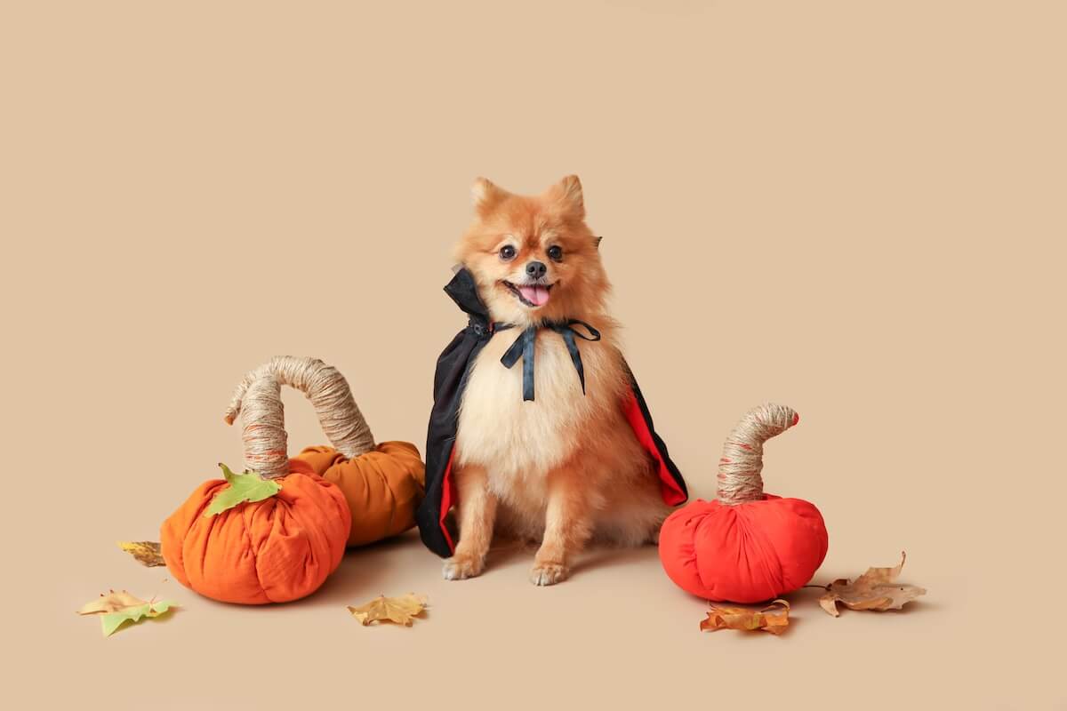 Shutterstock: Cute Pomeranian dog in Dracula costume with toy pumpkins and autumn leaves sitting on beige background. Halloween celebration