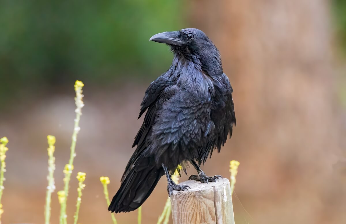 Shutterstock: Common Raven looking for Food