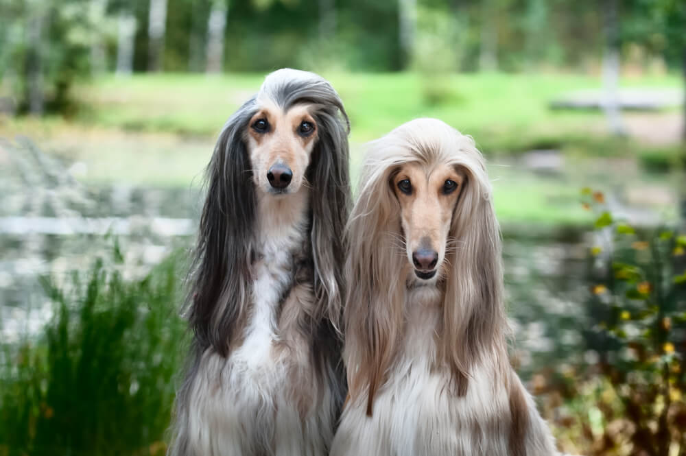 afghan-hound