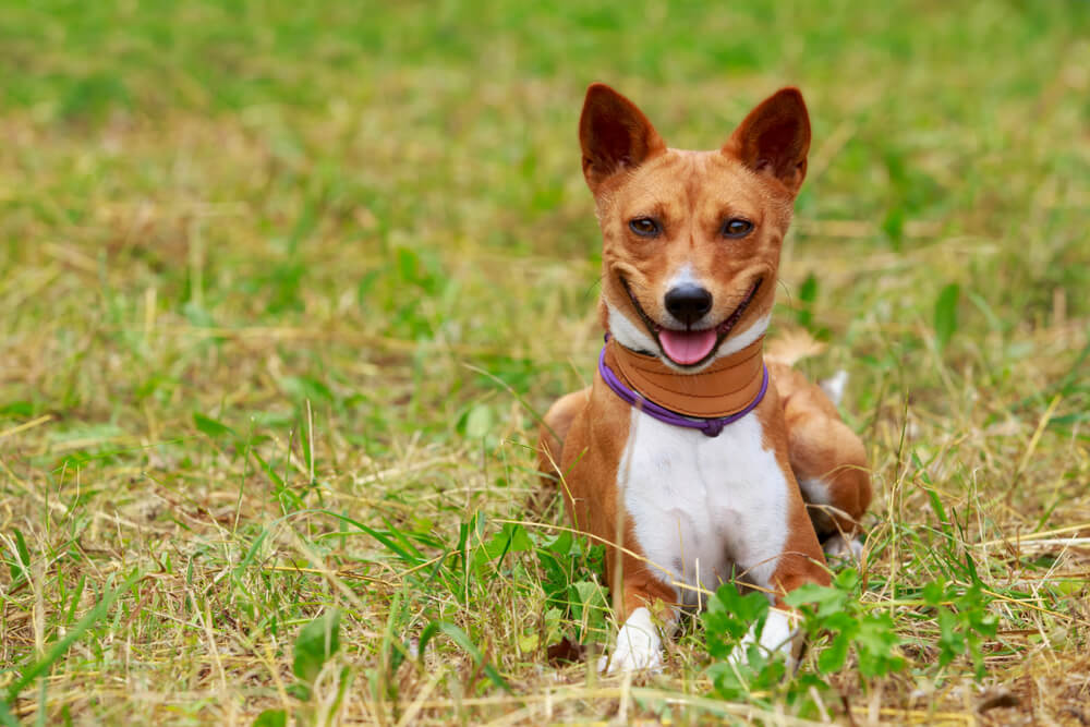 basenji