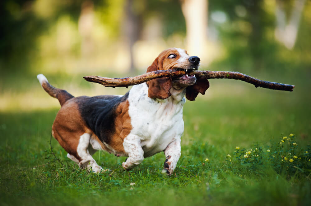 basset-hound