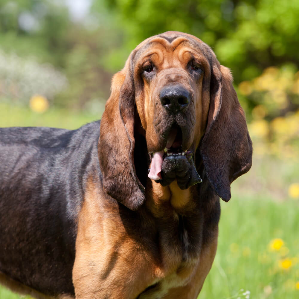 bloodhound