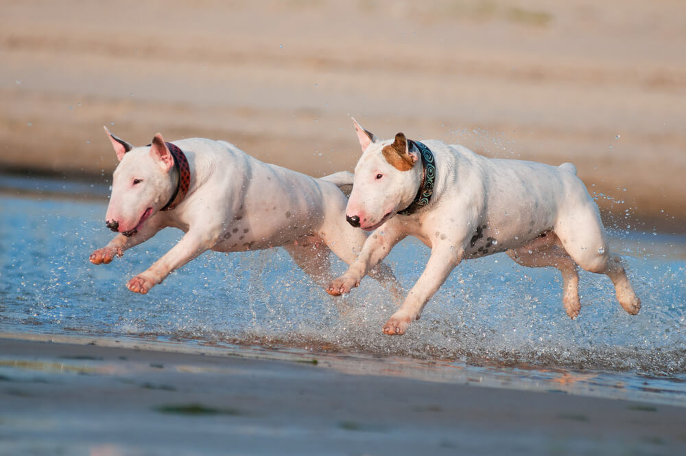 bull-terrier