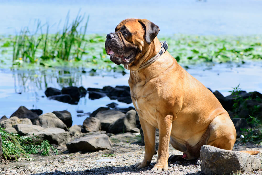 bullmastiff